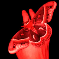 MOTH